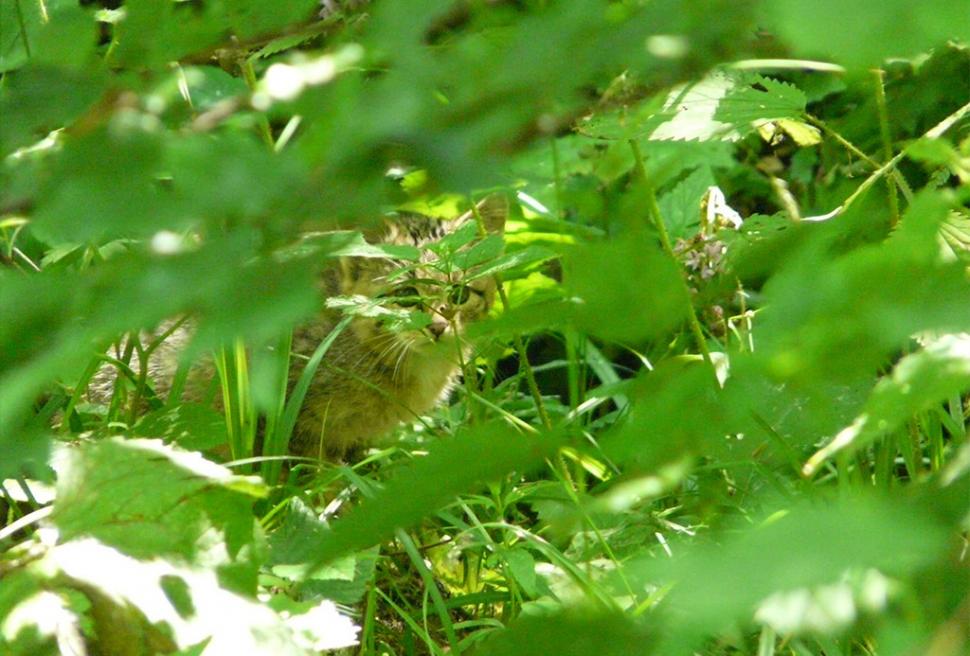 Fascinanta viață sălbatică ascunsă de Parcul Național Defileul Jiului. Cum a devenit vidra vedeta zonei 946835