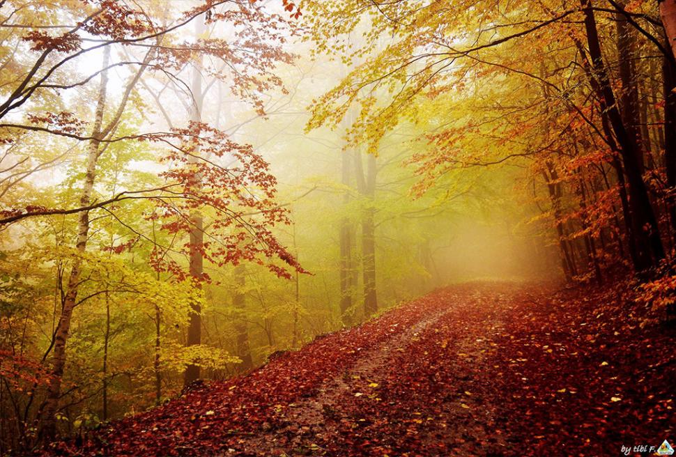 Fascinanta viață sălbatică ascunsă de Parcul Național Defileul Jiului. Cum a devenit vidra vedeta zonei 946836