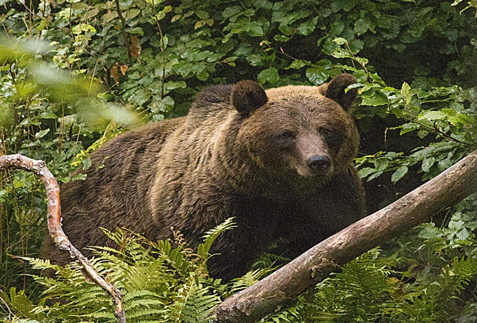 Fascinanta viață sălbatică ascunsă de Parcul Național Defileul Jiului. Cum a devenit vidra vedeta zonei 946837