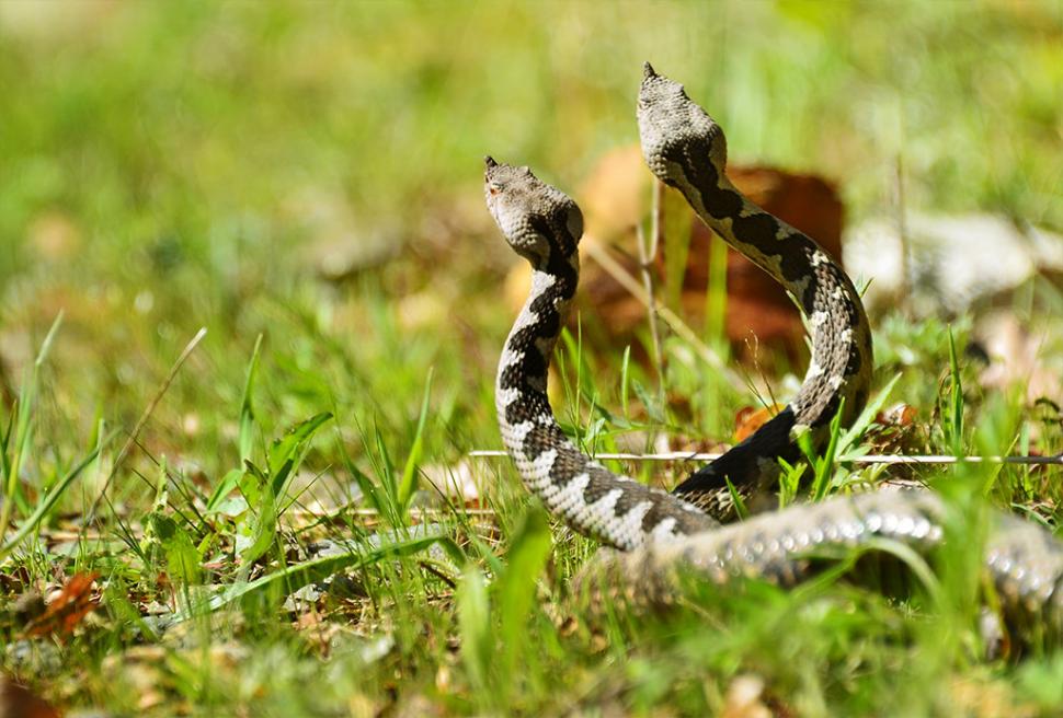 Fascinanta viață sălbatică ascunsă de Parcul Național Defileul Jiului. Cum a devenit vidra vedeta zonei 946839