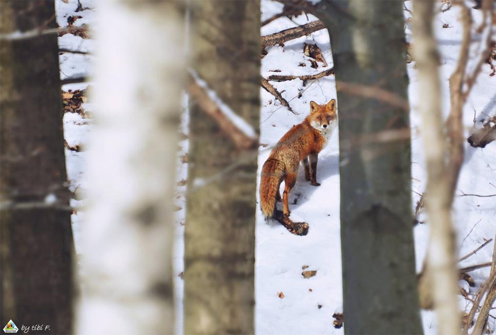 Fascinanta viață sălbatică ascunsă de Parcul Național Defileul Jiului. Cum a devenit vidra vedeta zonei 946840