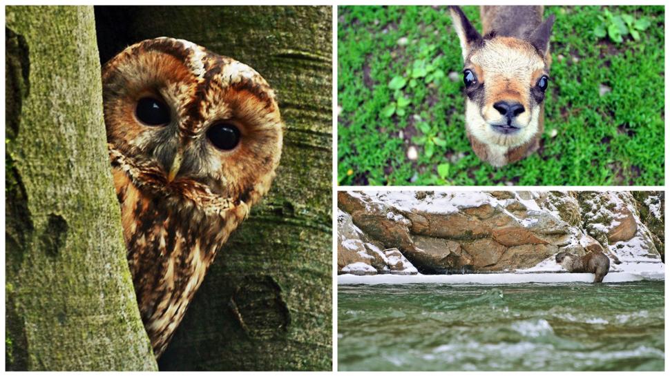 Fascinanta viață sălbatică ascunsă de Parcul Național Defileul Jiului. Cum a devenit vidra vedeta zonei 946841