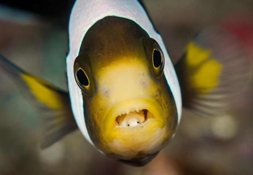 Universul din adâncuri: de la viața sexuală a căluților de mare pigmei, la paraziți demni de filmele de groază  946673