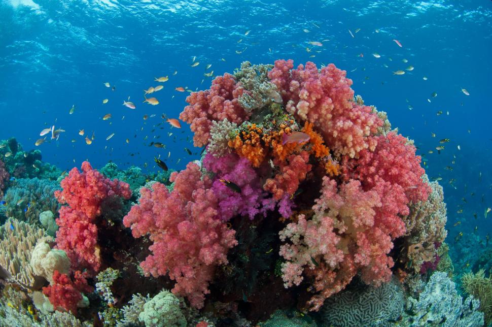 Universul din adâncuri: de la viața sexuală a căluților de mare pigmei, la paraziți demni de filmele de groază  946674