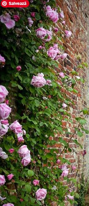 Un castel de 700 de ani e scos la vânzare. Imagini spectaculoase cu proprietatea de lux care a aparținut de generații aceleiași familii 947098