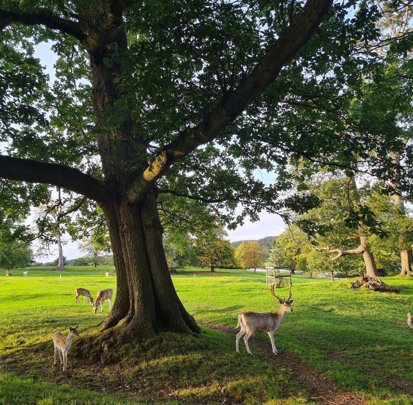Un castel de 700 de ani e scos la vânzare. Imagini spectaculoase cu proprietatea de lux care a aparținut de generații aceleiași familii 947121