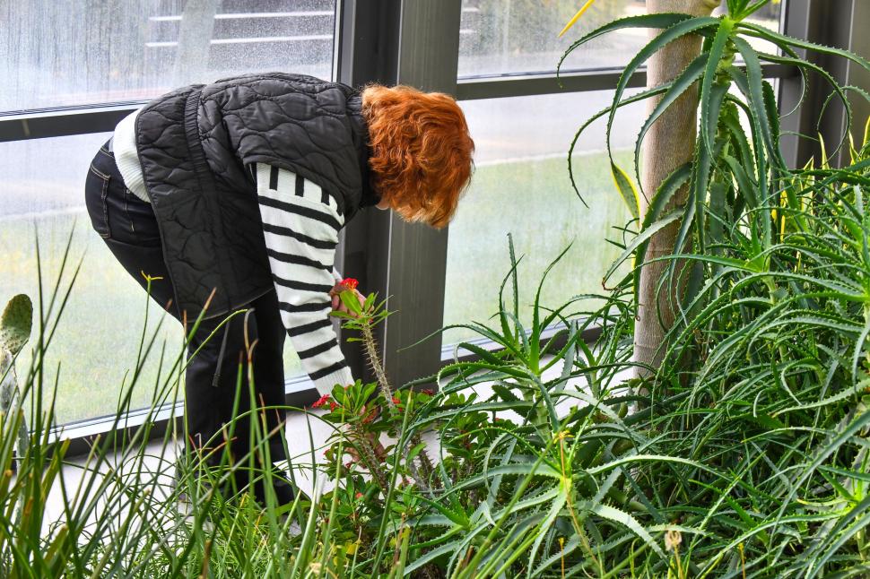 Cum arată serele cu flori exotice din București unde este vară și în toiul iernii: Mii de plante din 300 de specii se vizitează gratuit 947312