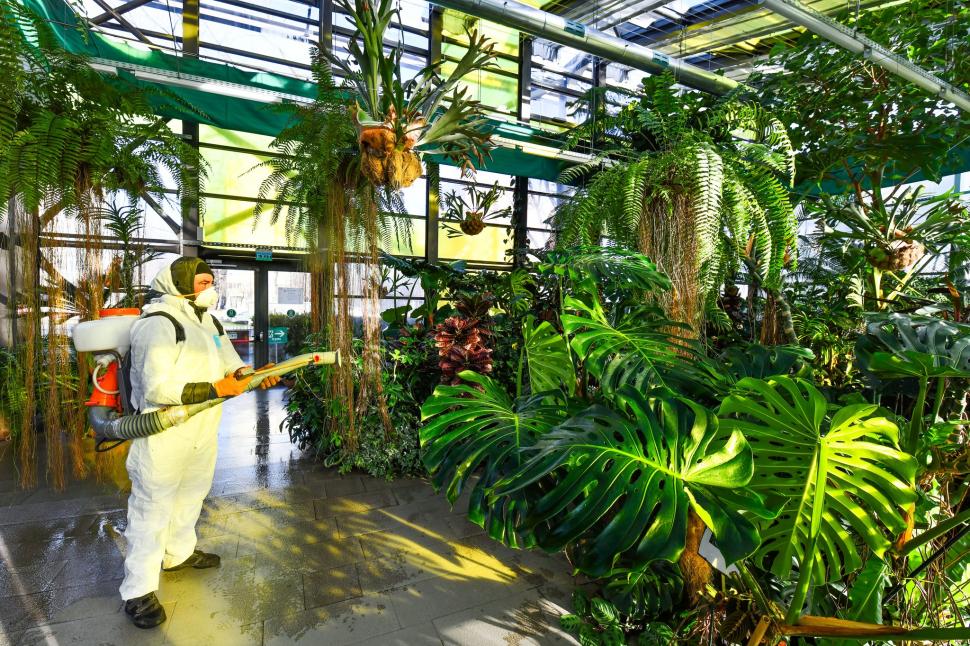 Cum arată serele cu flori exotice din București unde este vară și în toiul iernii: Mii de plante din 300 de specii se vizitează gratuit 947313