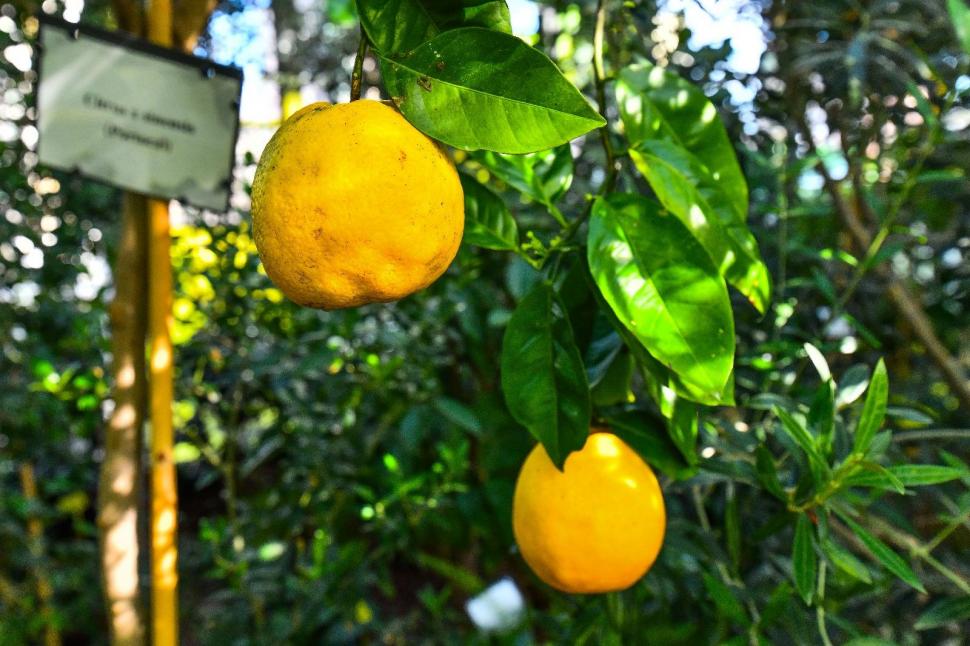 Cum arată serele cu flori exotice din București unde este vară și în toiul iernii: Mii de plante din 300 de specii se vizitează gratuit 947314