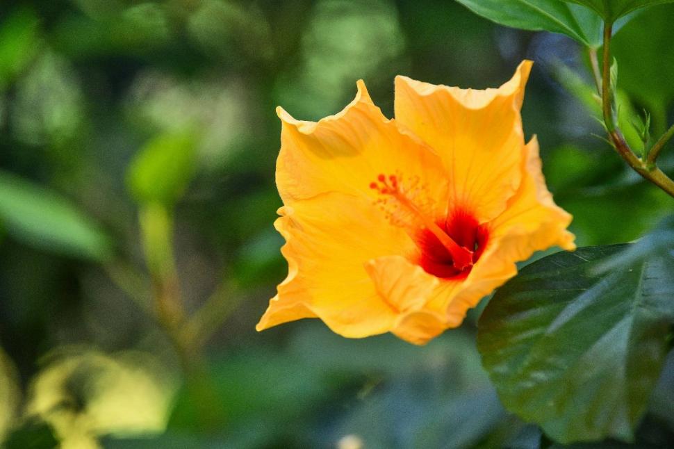 Cum arată serele cu flori exotice din București unde este vară și în toiul iernii: Mii de plante din 300 de specii se vizitează gratuit 947315