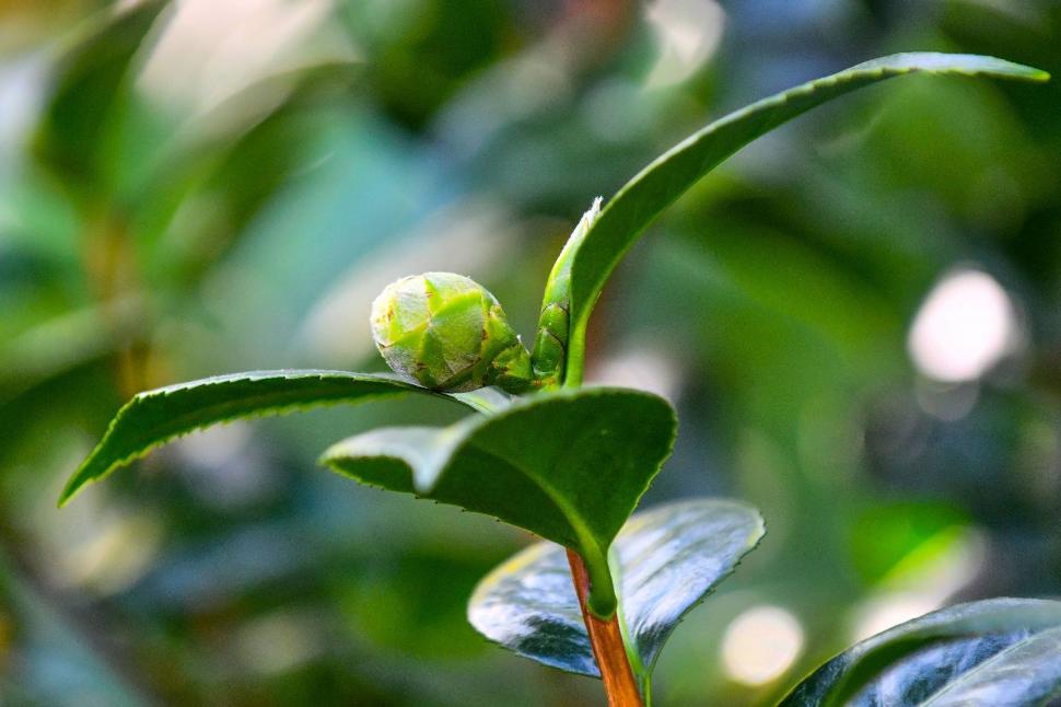 Cum arată serele cu flori exotice din București unde este vară și în toiul iernii: Mii de plante din 300 de specii se vizitează gratuit 947317