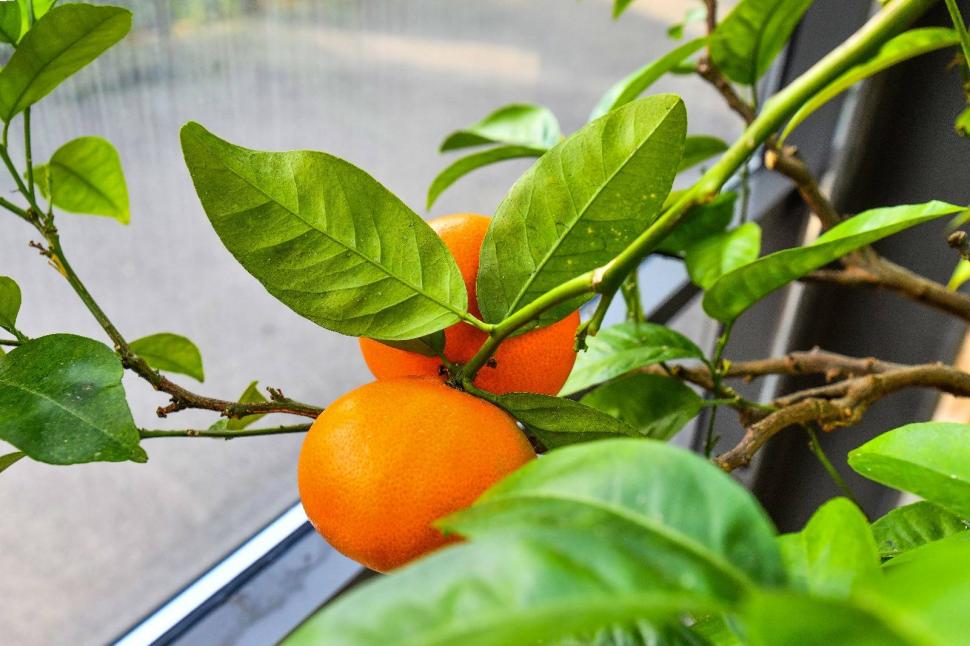 Cum arată serele cu flori exotice din București unde este vară și în toiul iernii: Mii de plante din 300 de specii se vizitează gratuit 947318