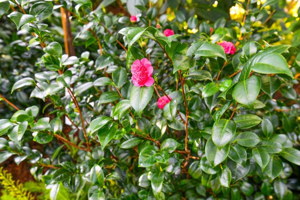 Cum arată serele cu flori exotice din București unde este vară și în toiul iernii: Mii de plante din 300 de specii se vizitează gratuit 947319