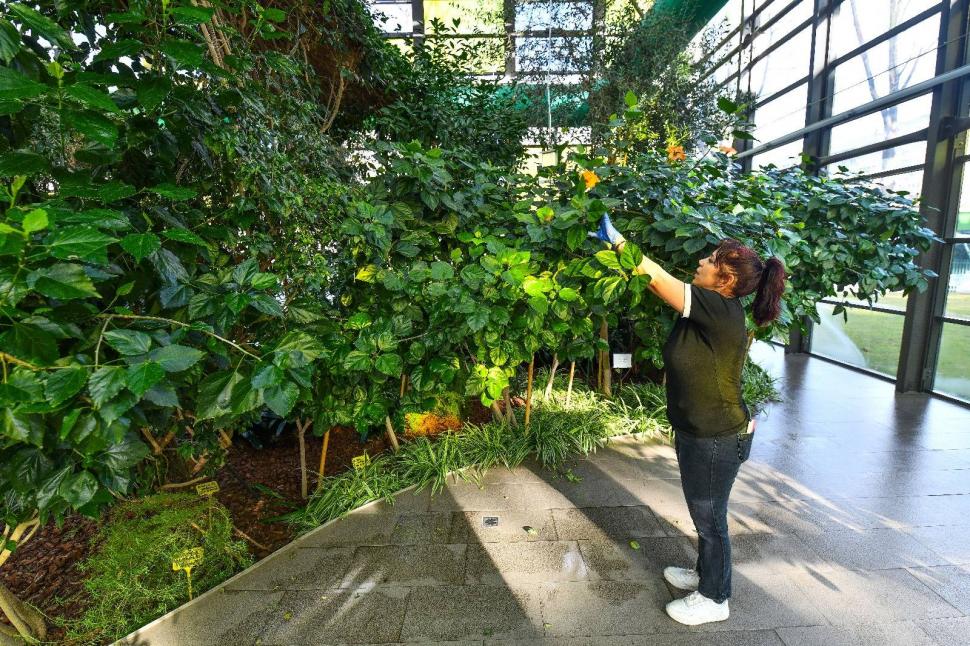 Cum arată serele cu flori exotice din București unde este vară și în toiul iernii: Mii de plante din 300 de specii se vizitează gratuit 947320