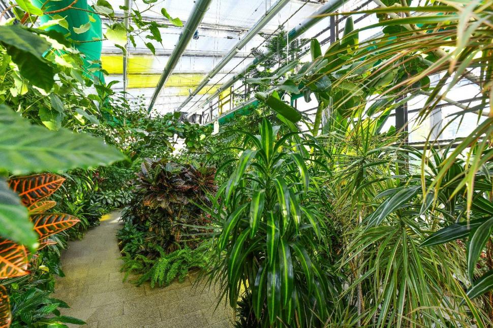 Cum arată serele cu flori exotice din București unde este vară și în toiul iernii: Mii de plante din 300 de specii se vizitează gratuit 947321