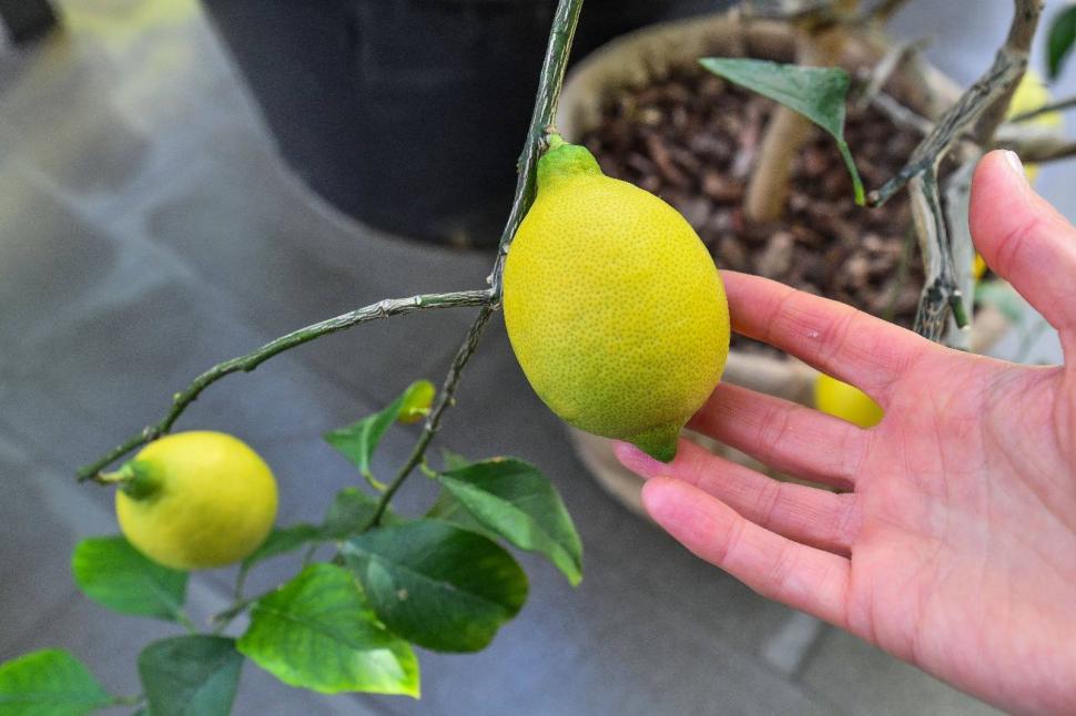 Cum arată serele cu flori exotice din București unde este vară și în toiul iernii: Mii de plante din 300 de specii se vizitează gratuit 947322