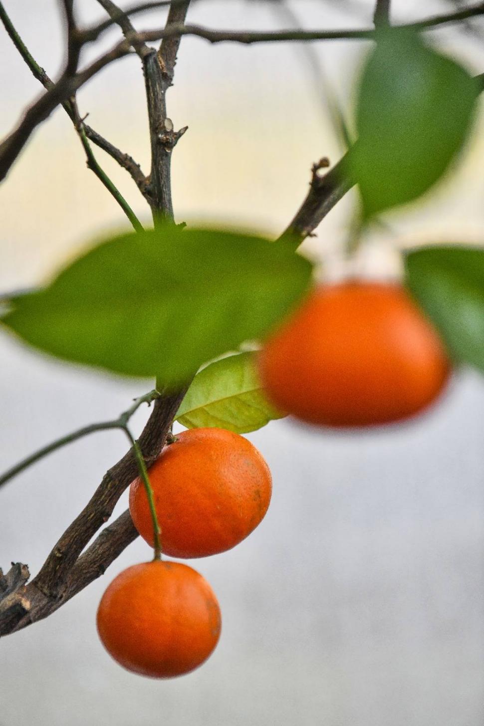 Cum arată serele cu flori exotice din București unde este vară și în toiul iernii: Mii de plante din 300 de specii se vizitează gratuit 947323