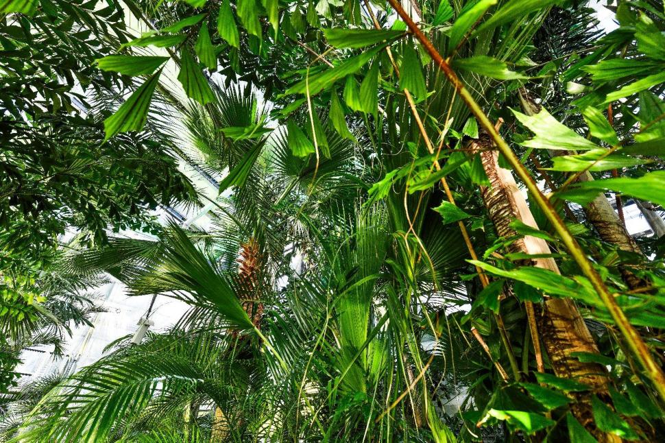 Cum arată serele cu flori exotice din București unde este vară și în toiul iernii: Mii de plante din 300 de specii se vizitează gratuit 947324