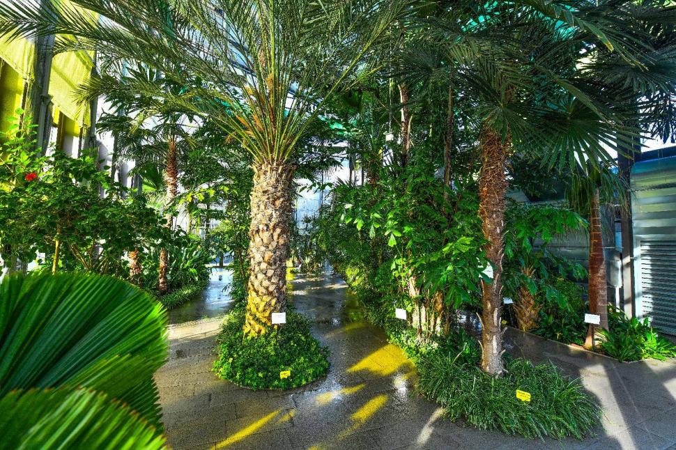 Cum arată serele cu flori exotice din București unde este vară și în toiul iernii: Mii de plante din 300 de specii se vizitează gratuit 947325