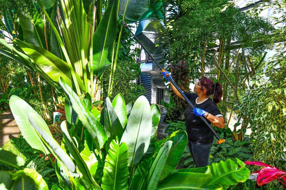 Cum arată serele cu flori exotice din București unde este vară și în toiul iernii: Mii de plante din 300 de specii se vizitează gratuit 947326