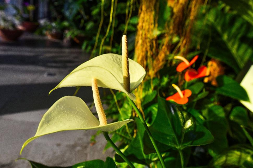 Cum arată serele cu flori exotice din București unde este vară și în toiul iernii: Mii de plante din 300 de specii se vizitează gratuit 947327