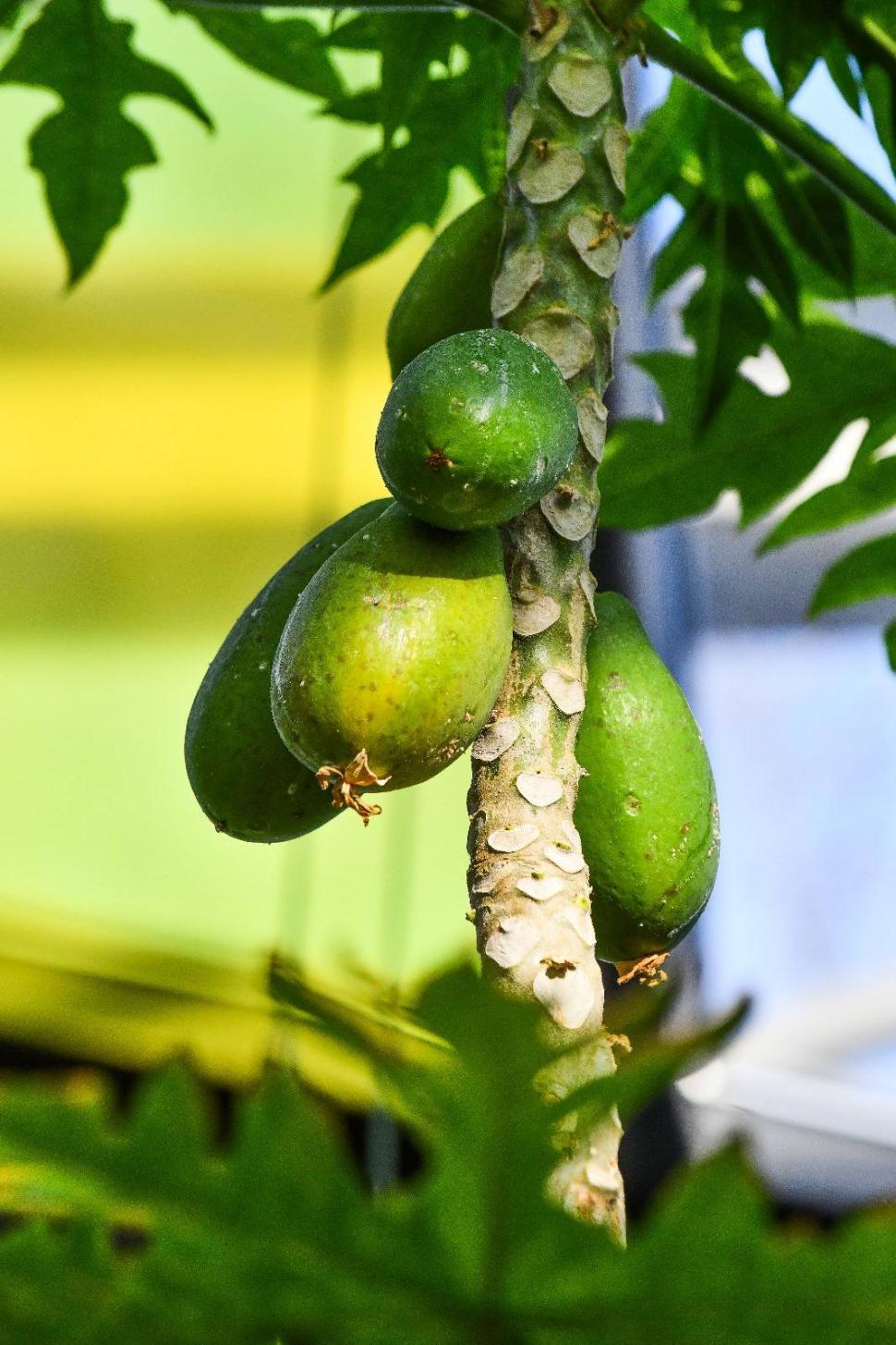 Cum arată serele cu flori exotice din București unde este vară și în toiul iernii: Mii de plante din 300 de specii se vizitează gratuit 947328