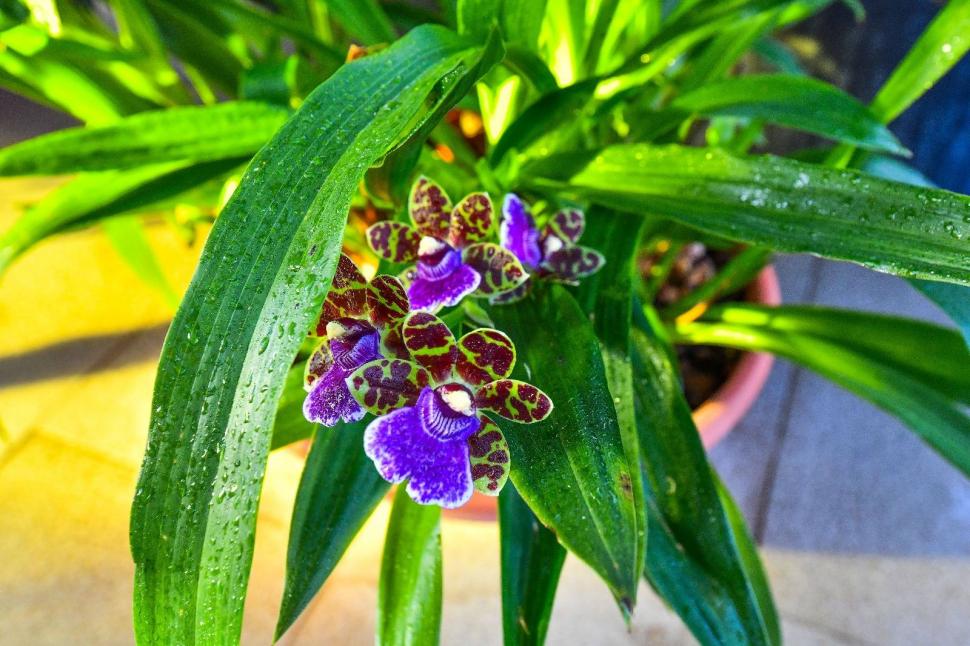 Cum arată serele cu flori exotice din București unde este vară și în toiul iernii: Mii de plante din 300 de specii se vizitează gratuit 947329