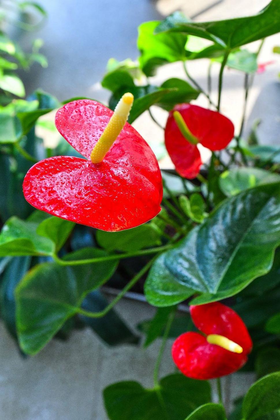 Cum arată serele cu flori exotice din București unde este vară și în toiul iernii: Mii de plante din 300 de specii se vizitează gratuit 947330