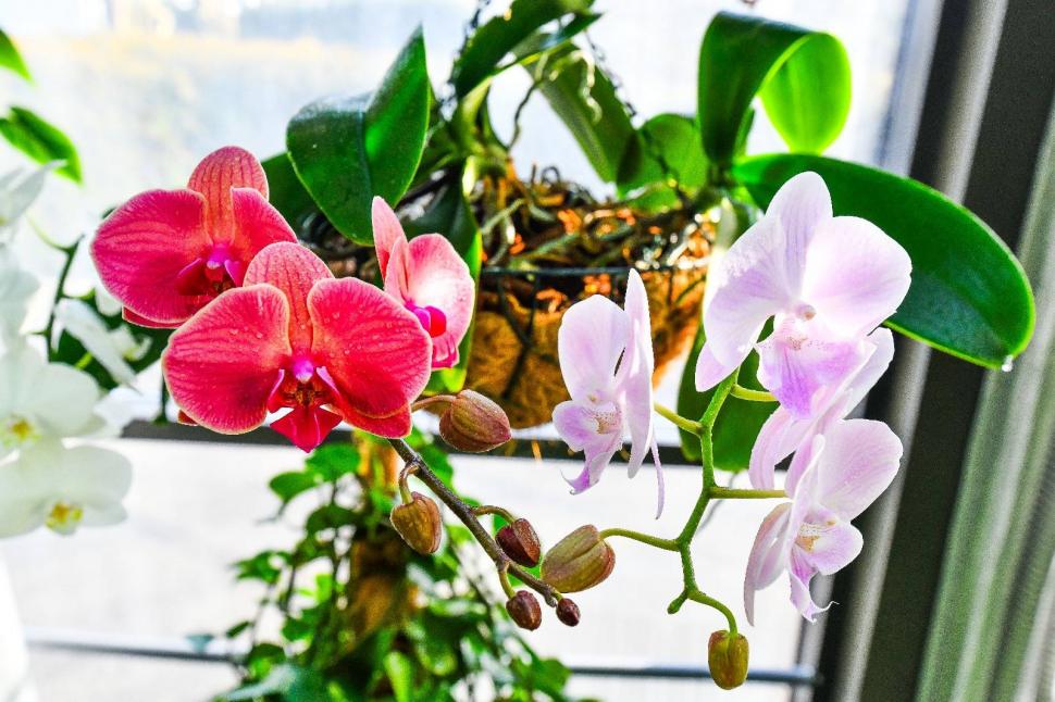 Cum arată serele cu flori exotice din București unde este vară și în toiul iernii: Mii de plante din 300 de specii se vizitează gratuit 947331