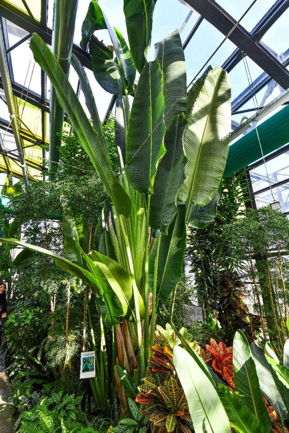 Cum arată serele cu flori exotice din București unde este vară și în toiul iernii: Mii de plante din 300 de specii se vizitează gratuit 947332