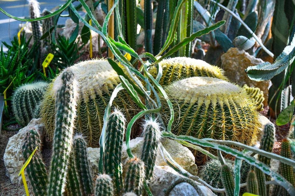 Cum arată serele cu flori exotice din București unde este vară și în toiul iernii: Mii de plante din 300 de specii se vizitează gratuit 947333