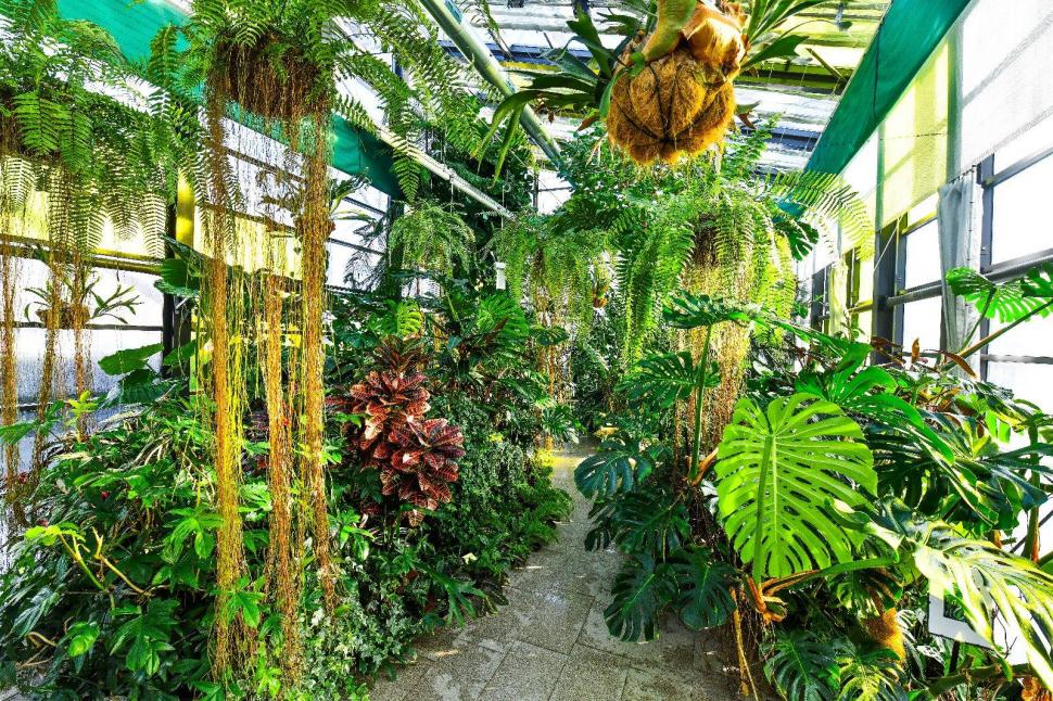 Cum arată serele cu flori exotice din București unde este vară și în toiul iernii: Mii de plante din 300 de specii se vizitează gratuit 947334
