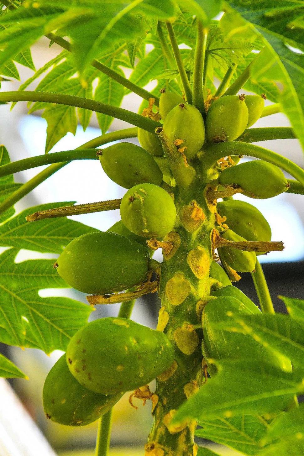 Cum arată serele cu flori exotice din București unde este vară și în toiul iernii: Mii de plante din 300 de specii se vizitează gratuit 947335