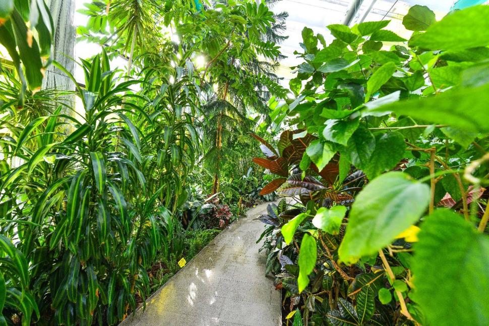 Cum arată serele cu flori exotice din București unde este vară și în toiul iernii: Mii de plante din 300 de specii se vizitează gratuit 947336