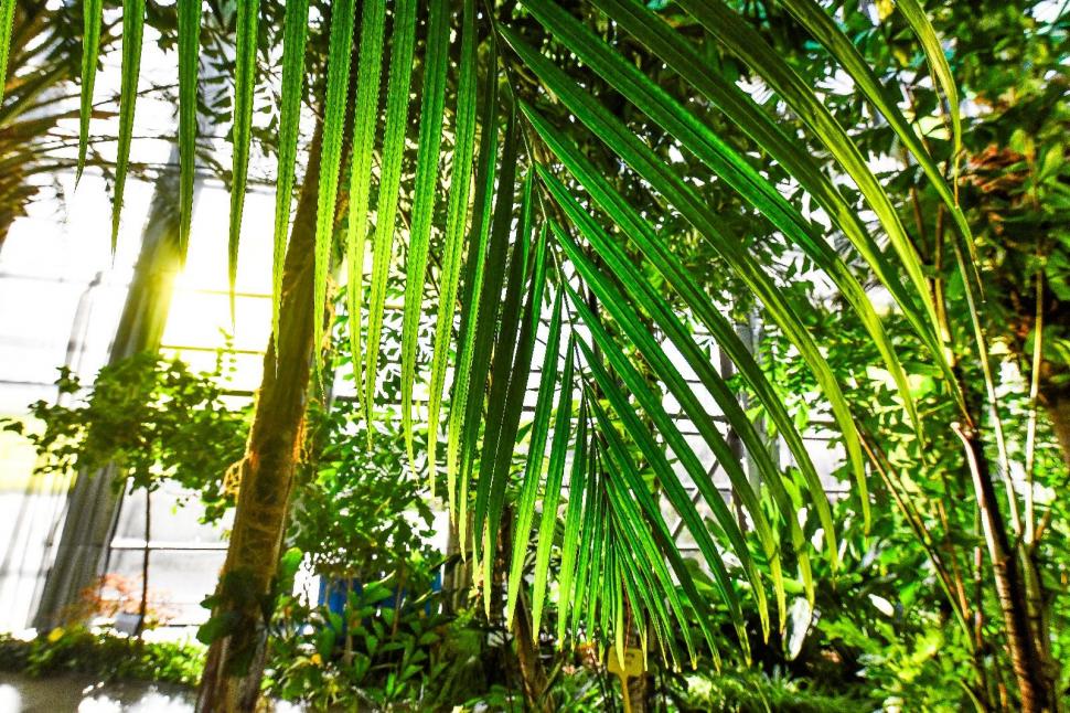 Cum arată serele cu flori exotice din București unde este vară și în toiul iernii: Mii de plante din 300 de specii se vizitează gratuit 947337