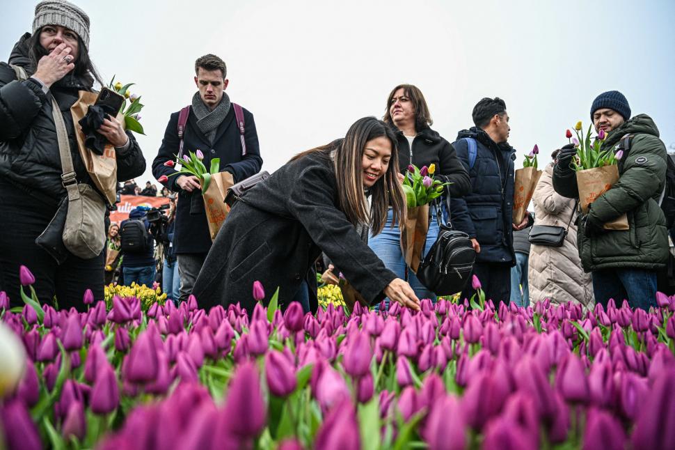 Imagini cu sute de mii de flori colorate la Amsterdam: Vizitatorii au înfruntat frigul și ceața pentru Ziua Națională a Lalelei 947240