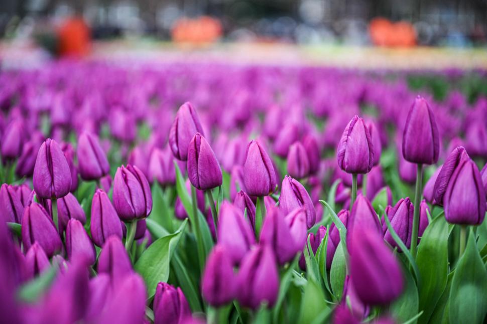Imagini cu sute de mii de flori colorate la Amsterdam: Vizitatorii au înfruntat frigul și ceața pentru Ziua Națională a Lalelei 947242