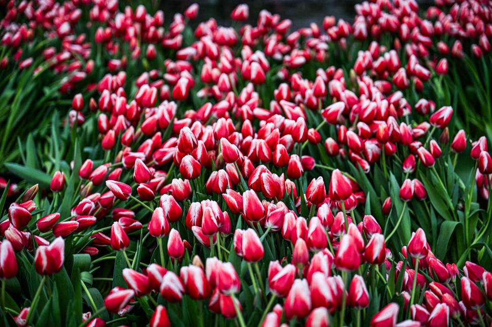 Imagini cu sute de mii de flori colorate la Amsterdam: Vizitatorii au înfruntat frigul și ceața pentru Ziua Națională a Lalelei 947244