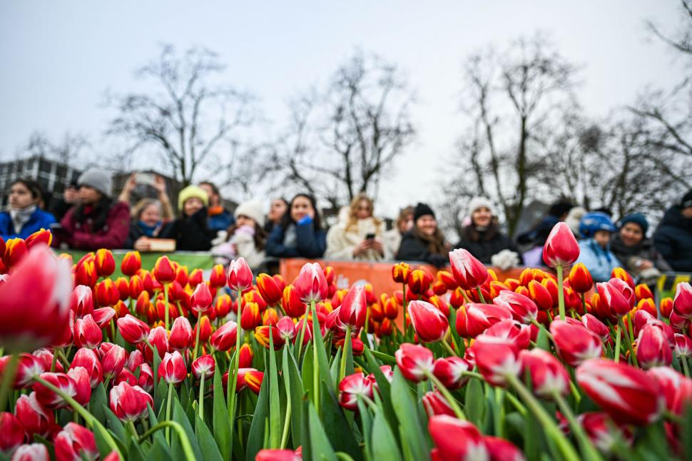 Imagini cu sute de mii de flori colorate la Amsterdam: Vizitatorii au înfruntat frigul și ceața pentru Ziua Națională a Lalelei 947247
