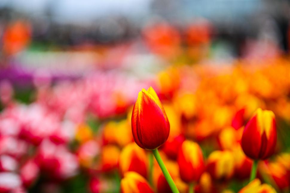 Imagini cu sute de mii de flori colorate la Amsterdam: Vizitatorii au înfruntat frigul și ceața pentru Ziua Națională a Lalelei 947248