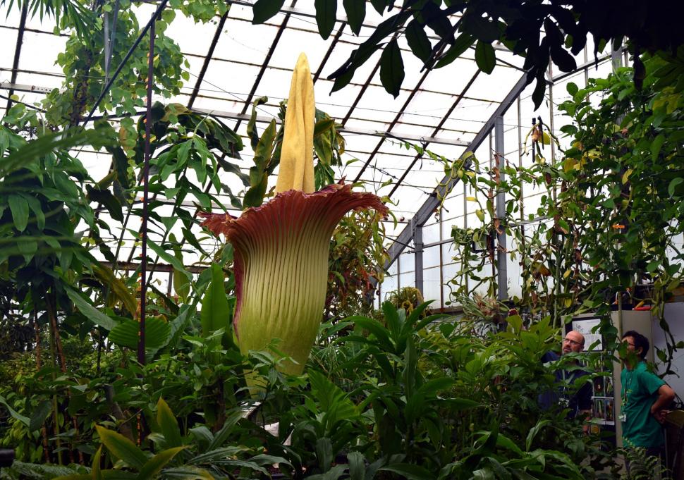 Mii de oameni așteaptă răbdători să înflorească „Putricia”, planta cu miros de cadavru 947736