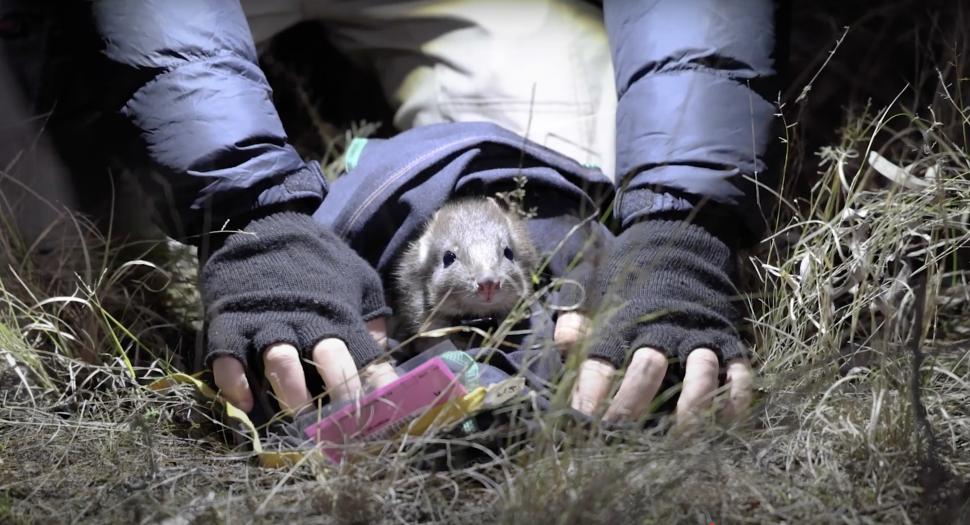 Arată ca un cangur în miniatură și este „micul grădinar al naturii”. Specia era pe cale de dispariție, dar a fost salvată la timp 948000