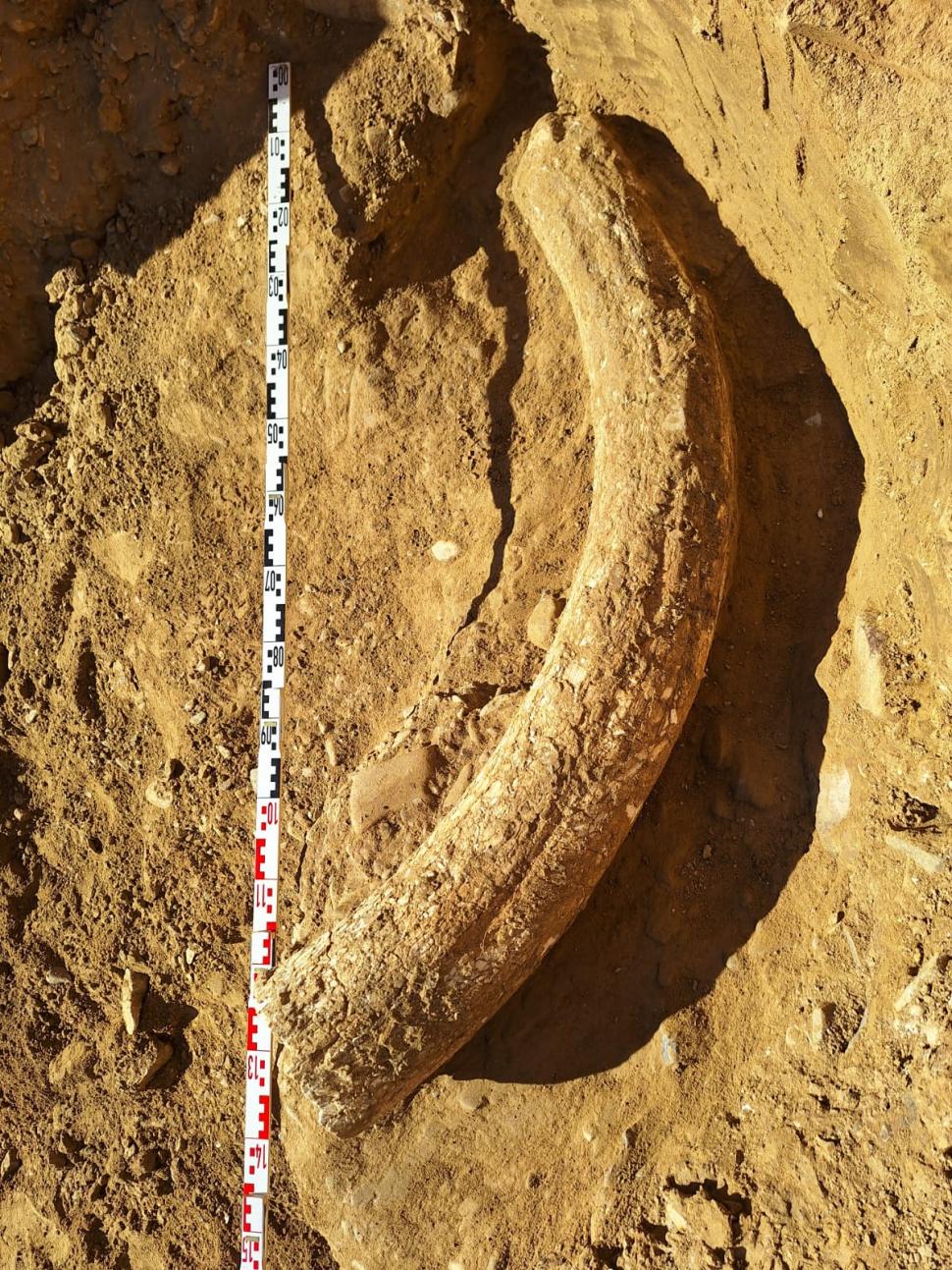 Descoperire arheologică unică, în Buzău: A fost găsit un dinte de 1,2 metri al unui mamut lânos, contemporan cu primii oameni moderni 949140