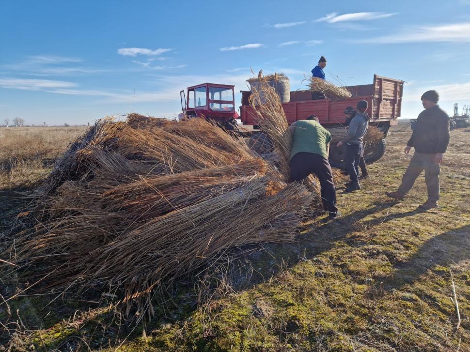 Pelicanii creți s-au întors pe insula Ceaplace. Păsările au depus deja ouă  949549