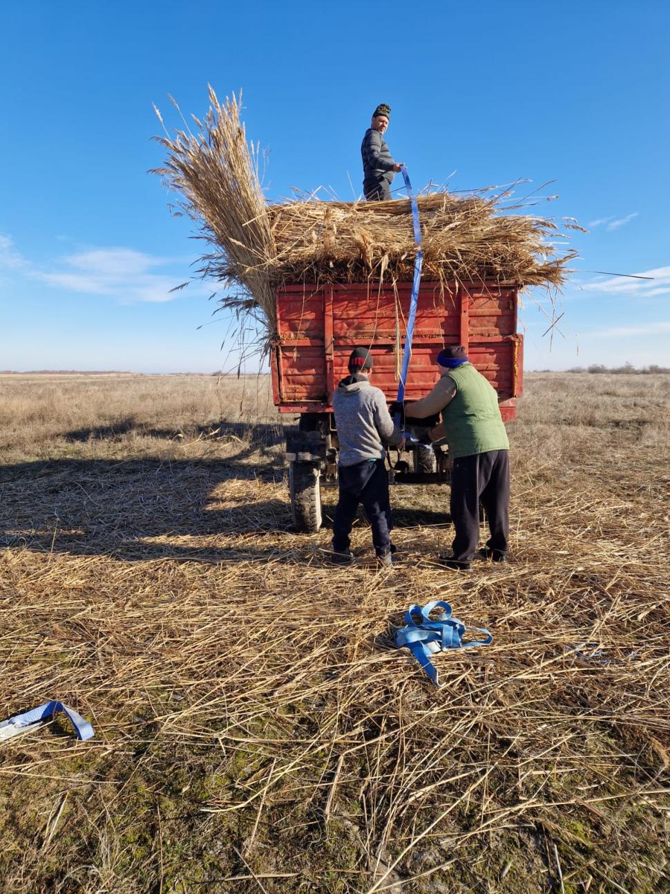 Pelicanii creți s-au întors pe insula Ceaplace. Păsările au depus deja ouă  949550