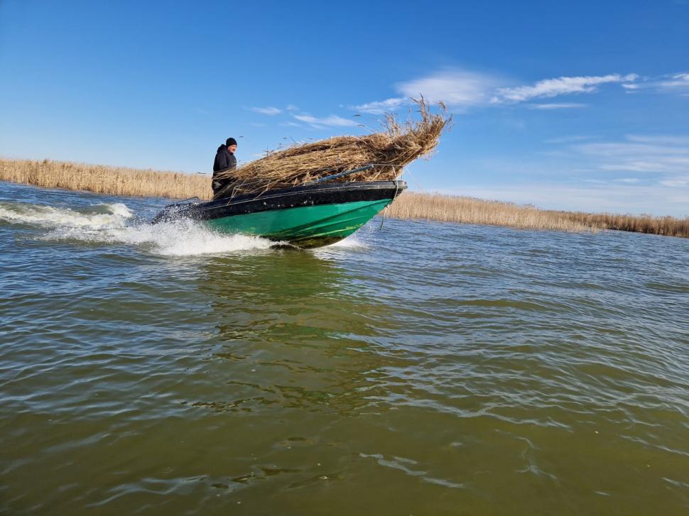 Pelicanii creți s-au întors pe insula Ceaplace. Păsările au depus deja ouă  949551