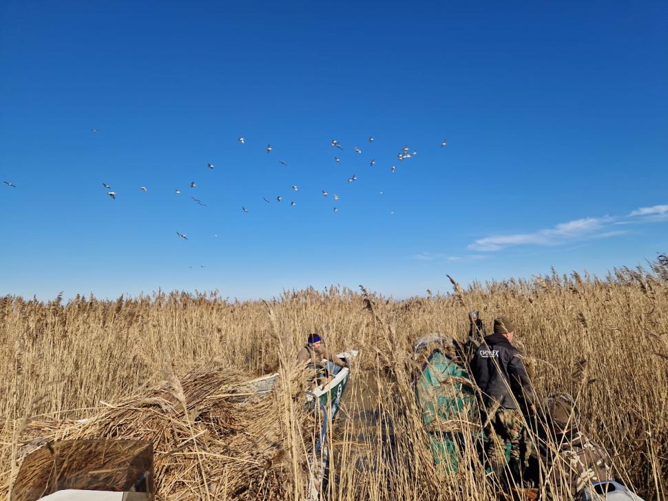 Pelicanii creți s-au întors pe insula Ceaplace. Păsările au depus deja ouă  949552