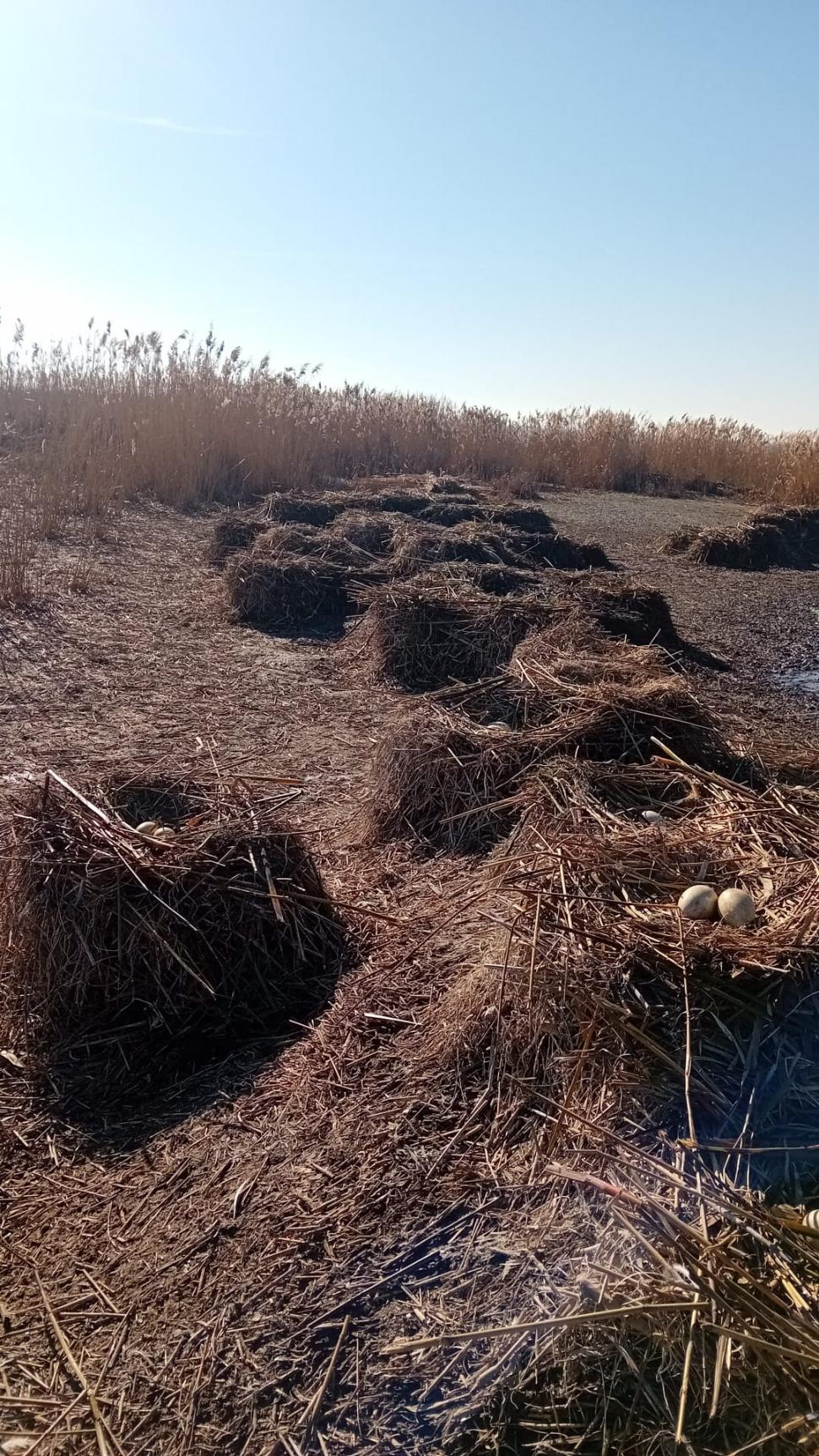 Pelicanii creți s-au întors pe insula Ceaplace. Păsările au depus deja ouă  949553