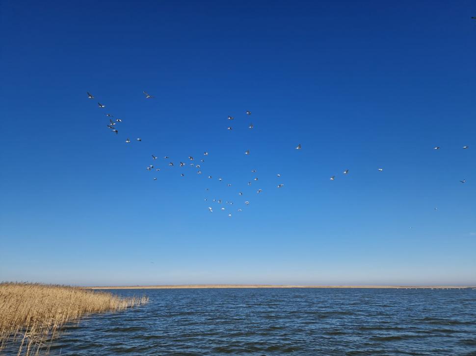 Pelicanii creți s-au întors pe insula Ceaplace. Păsările au depus deja ouă  949554