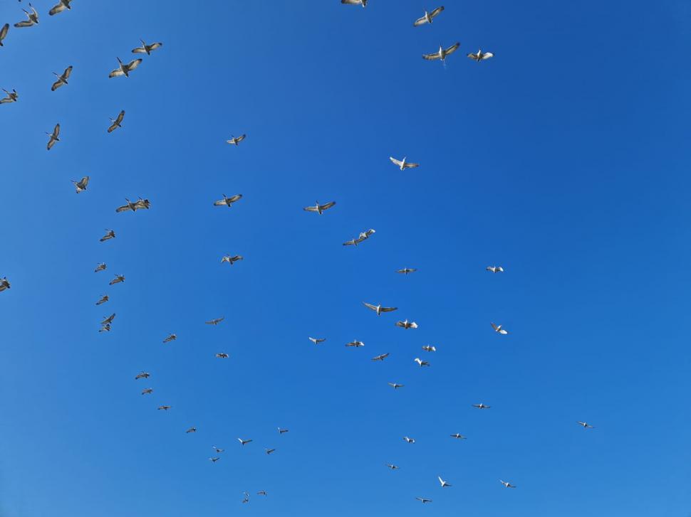 Pelicanii creți s-au întors pe insula Ceaplace. Păsările au depus deja ouă  949555